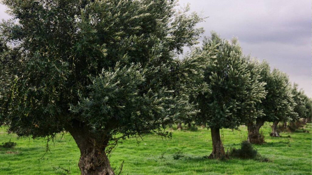 oliveiras de Portugal 